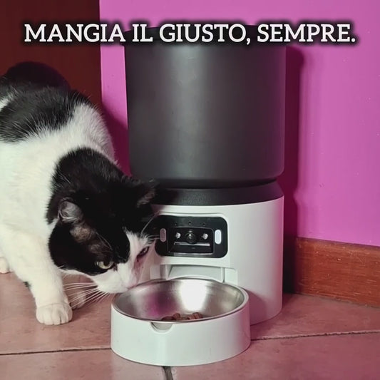 PetHug Feeder automatico smart