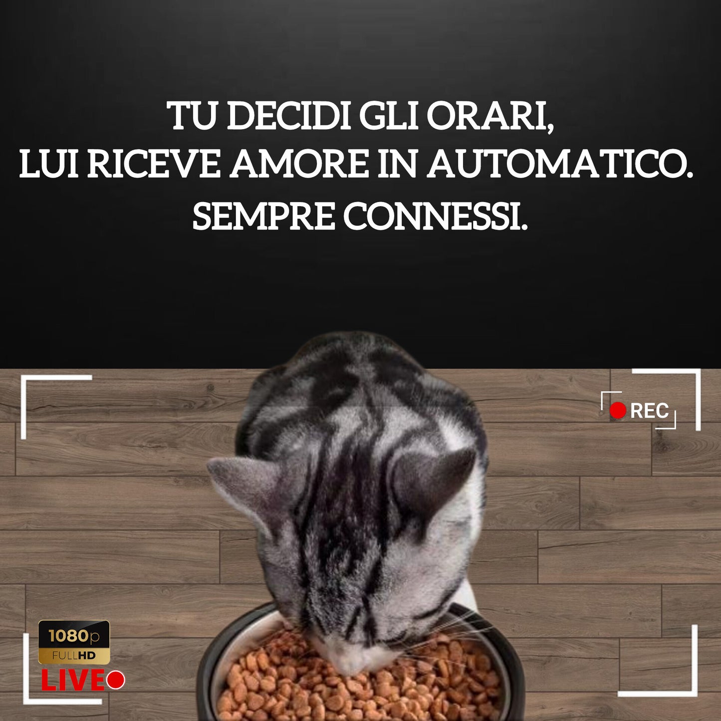 PetHug Feeder automatico smart 4L con telecamera HD