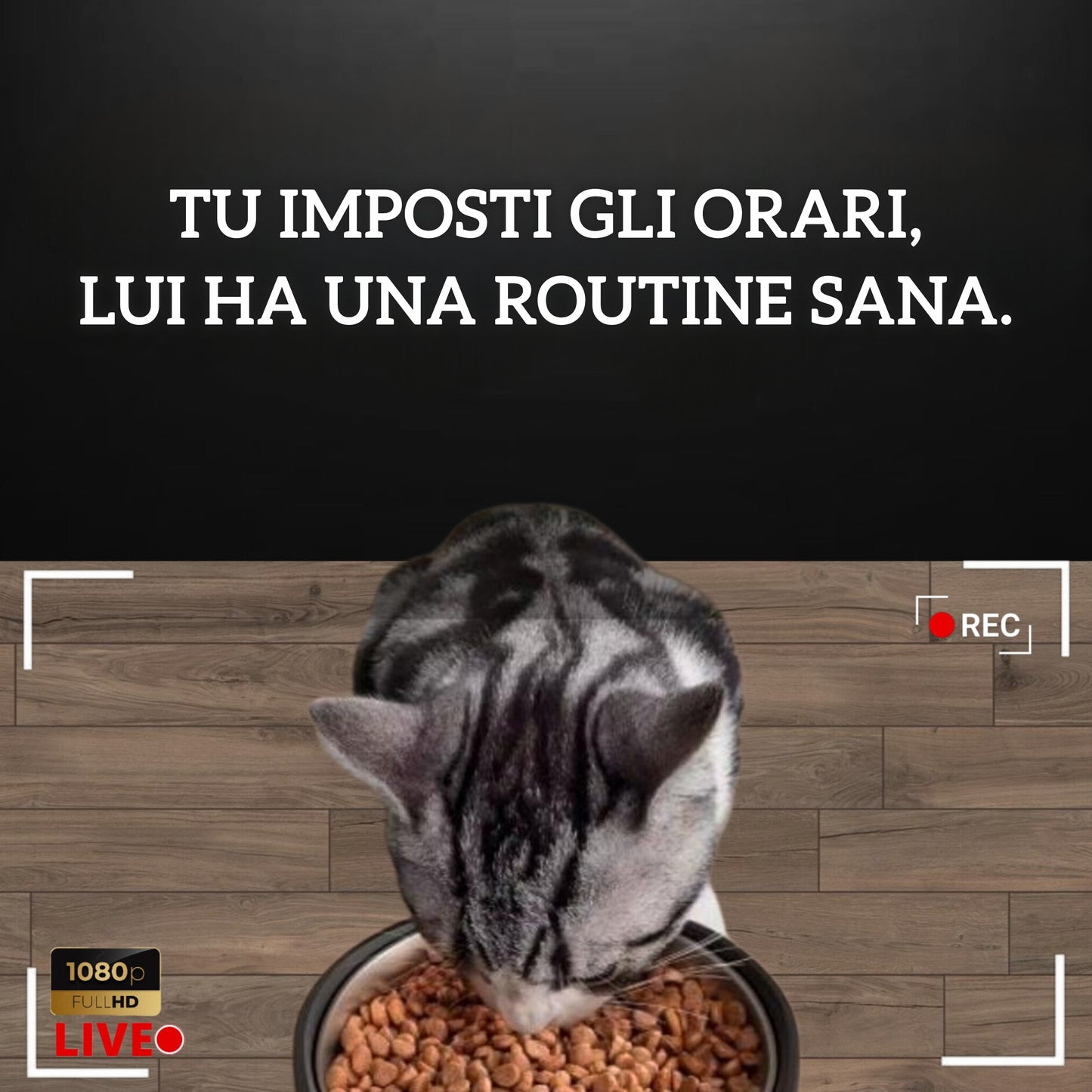 PetHug Feeder automatico smart